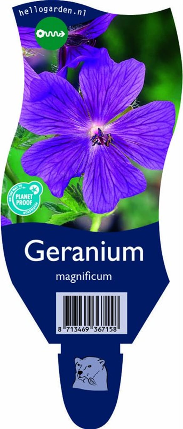Geranium magnificum - P11